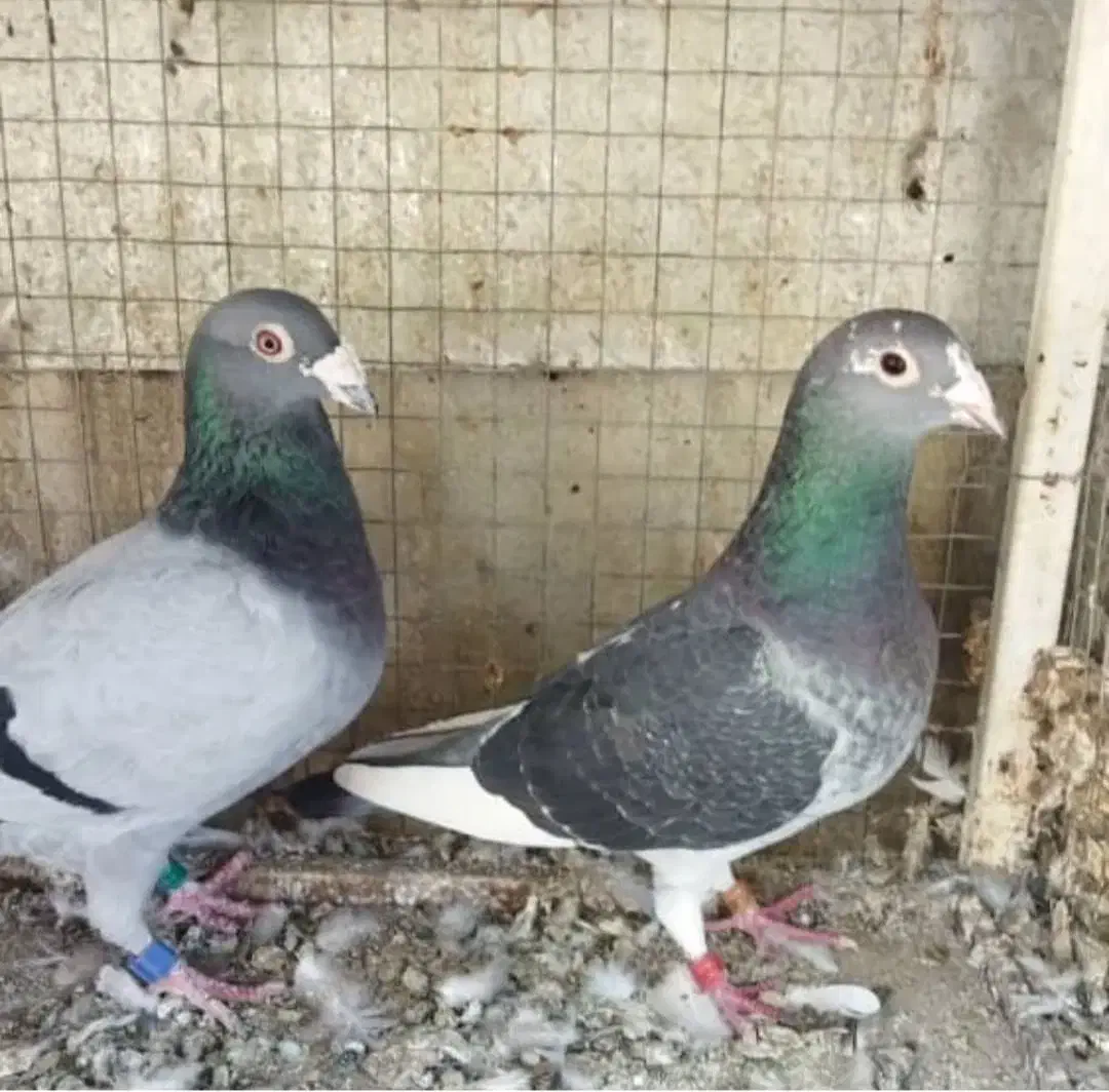 فروش جفت مسافتی از پدر مادر نشسته|پرنده|شیراز, تندگویان|دیوار