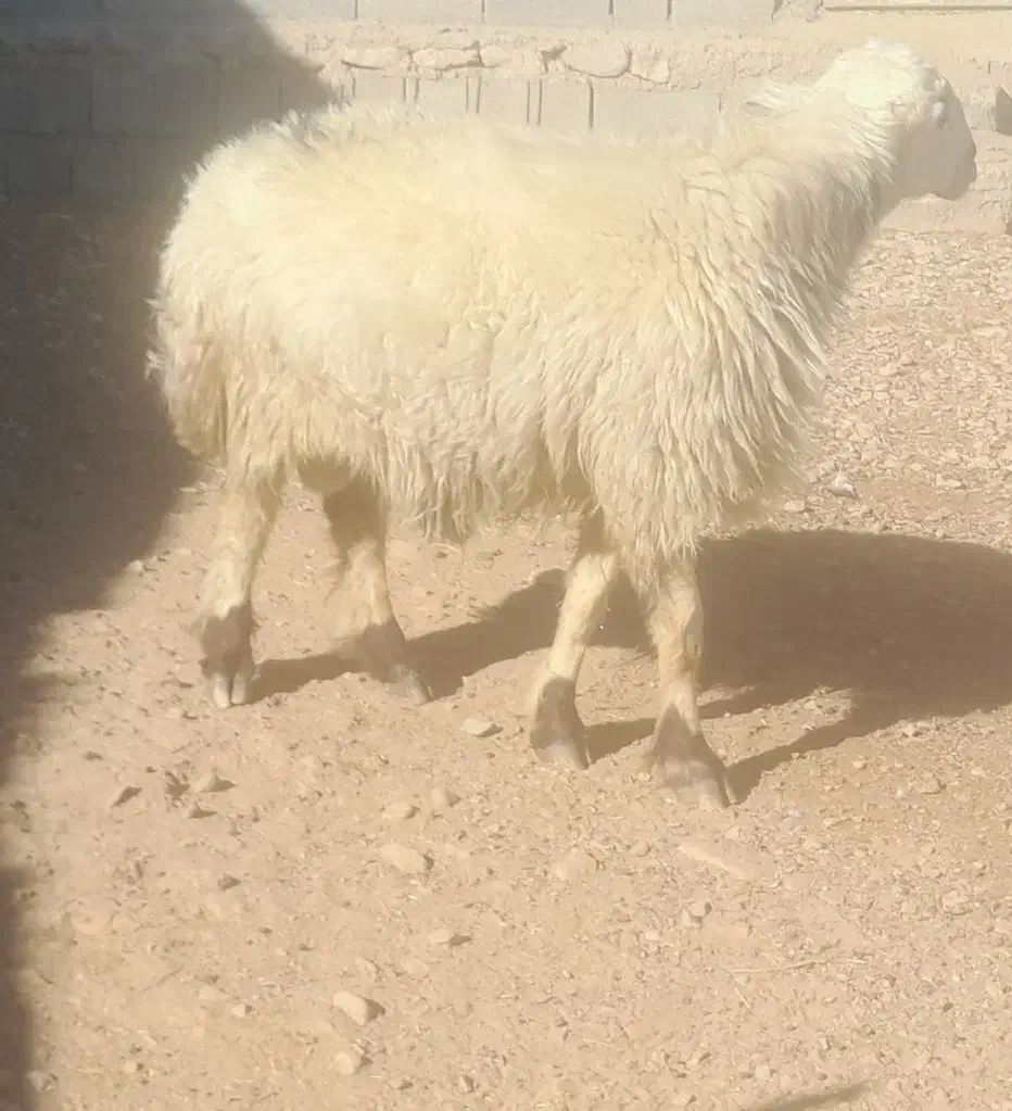 فروش قوچ|حیوانات مزرعه|باشت, |دیوار