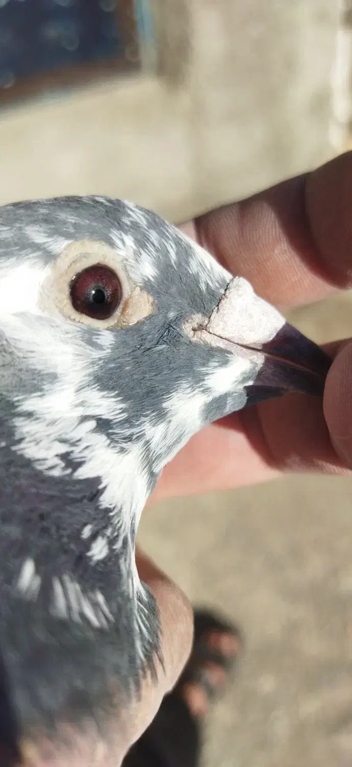 مسافتی|پرنده|اردبیل, |دیوار