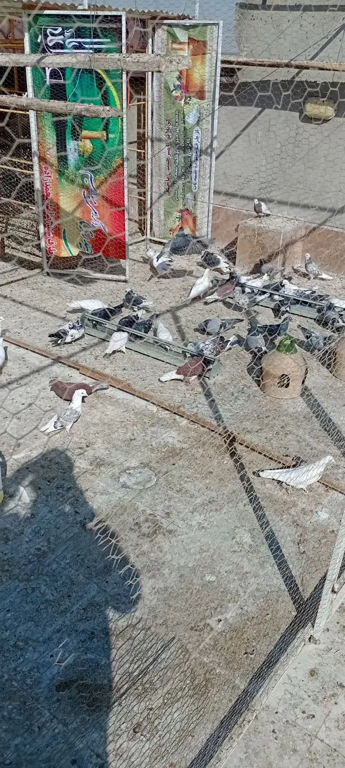 کفتر یا کبوتر خوب یجا|پرنده|پاکدشت, پاکدشت (مامازند)|دیوار