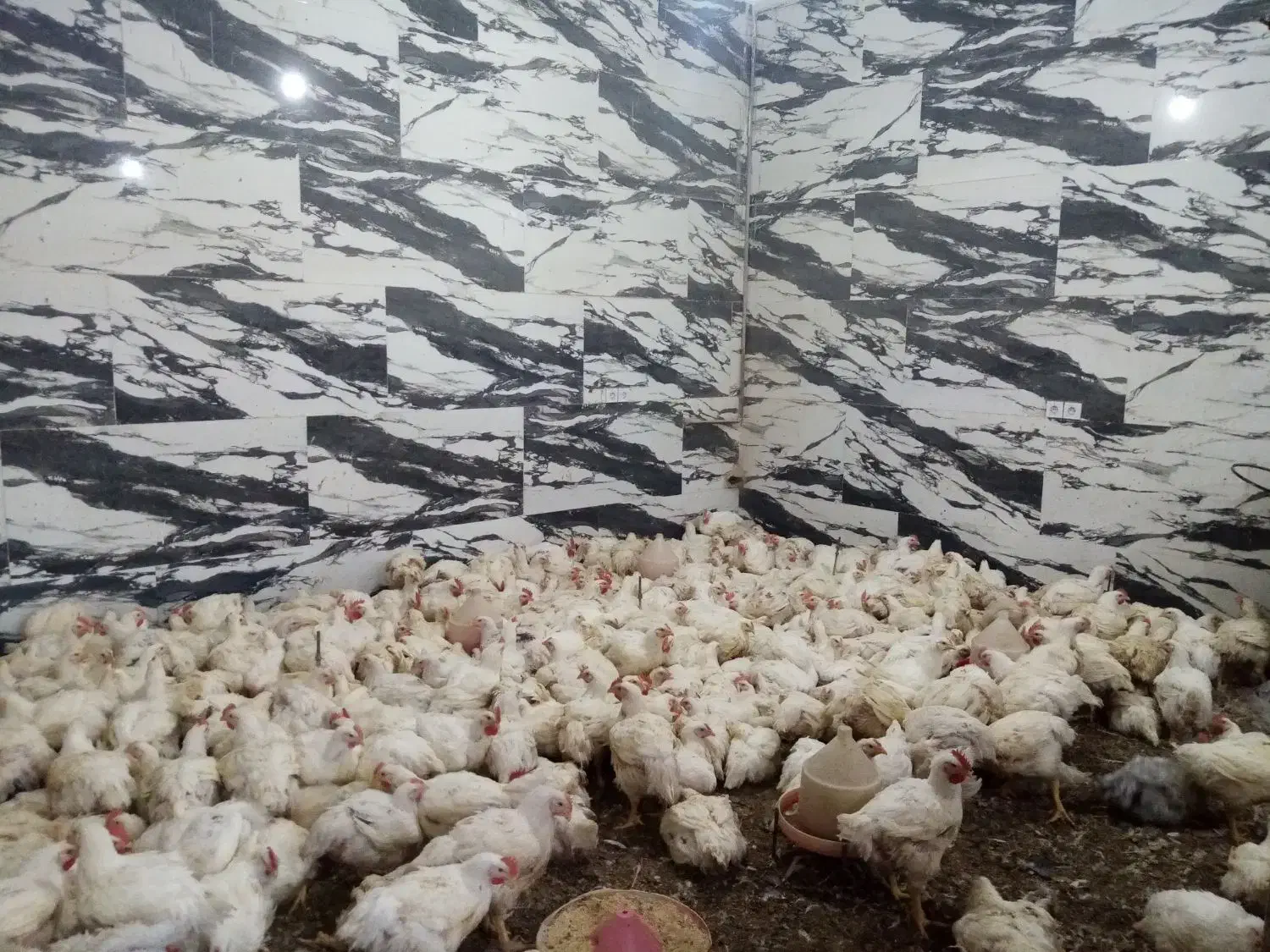 مرغ 109000 به قیمت تعاونی|حیوانات مزرعه|کوهدشت, |دیوار