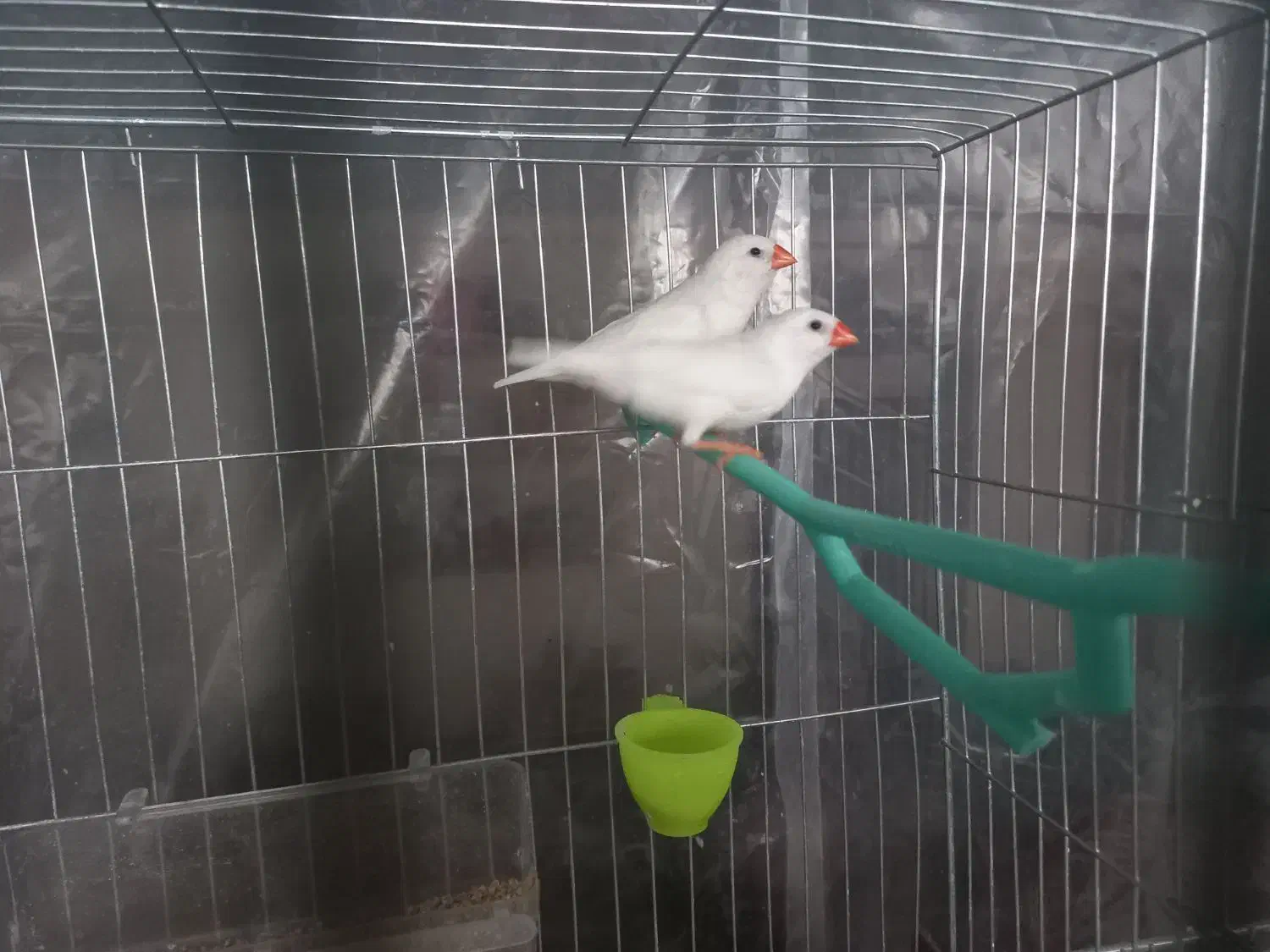 فنچ آلبینو ( سفید)|پرنده|اصفهان, درب کوشک|دیوار