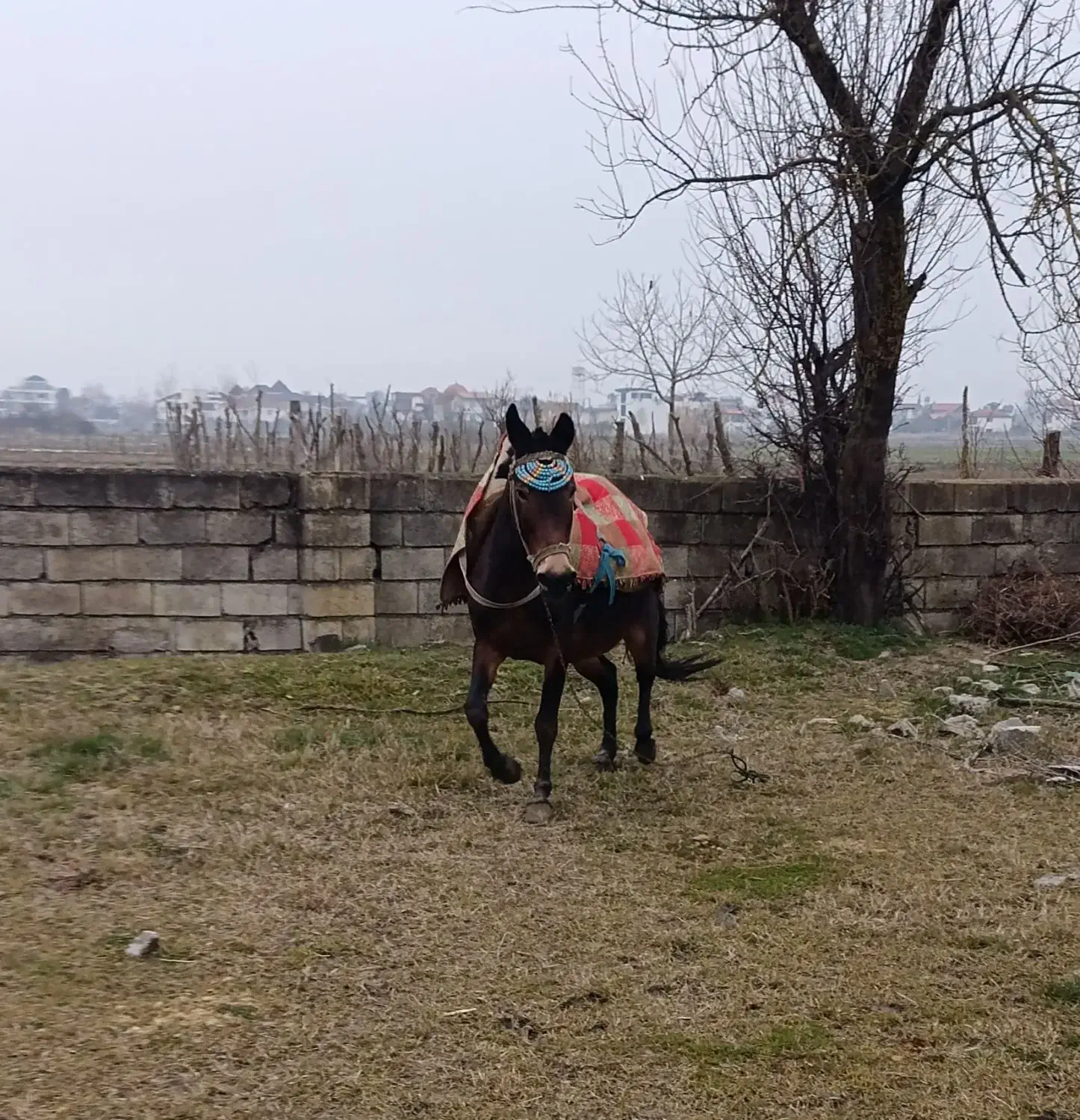 قاطر نرکی جوان|حیوانات مزرعه|نوشهر, |دیوار