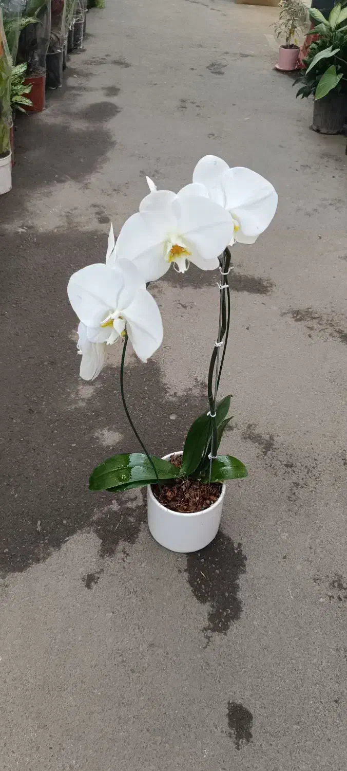 کارگر ساده و فروشنده گل و گیاه|استخدام بازاریابی و فروش|تهران, توحید|دیوار