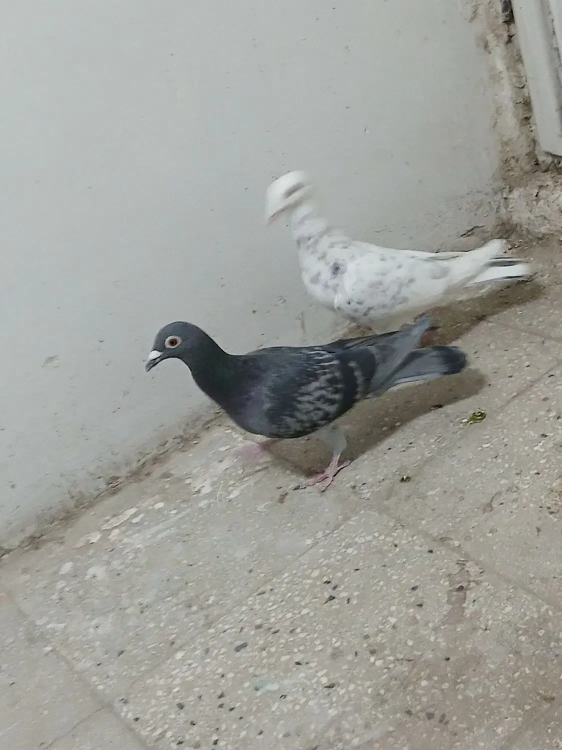 کفتر باخت کرده|پرنده|قزوین, |دیوار