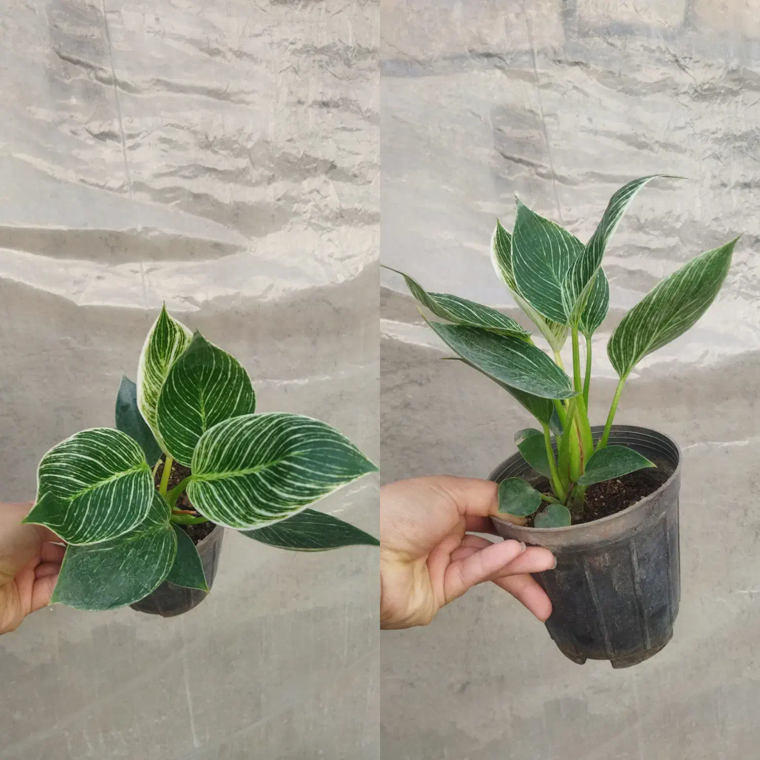 گل های آپارتمانی مناسب هدیه روز مادر|گل و گیاه طبیعی|مرودشت, محمد آباد|دیوار