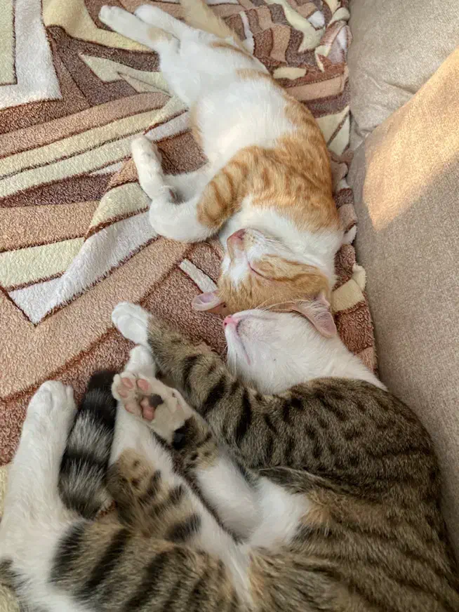 واگذاری گربه نارنجی و پلنگی|گربه|رشت, بوسار|دیوار