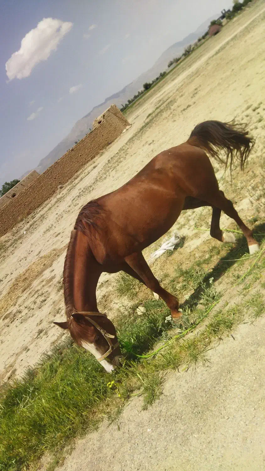 اسب|اسب و تجهیزات اسب‌سواری|گلپایگان, |دیوار