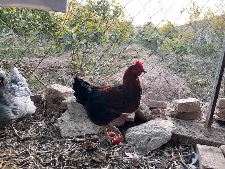 خروس جوان و چاق محلی|حیوانات مزرعه|گرمسار, |دیوار