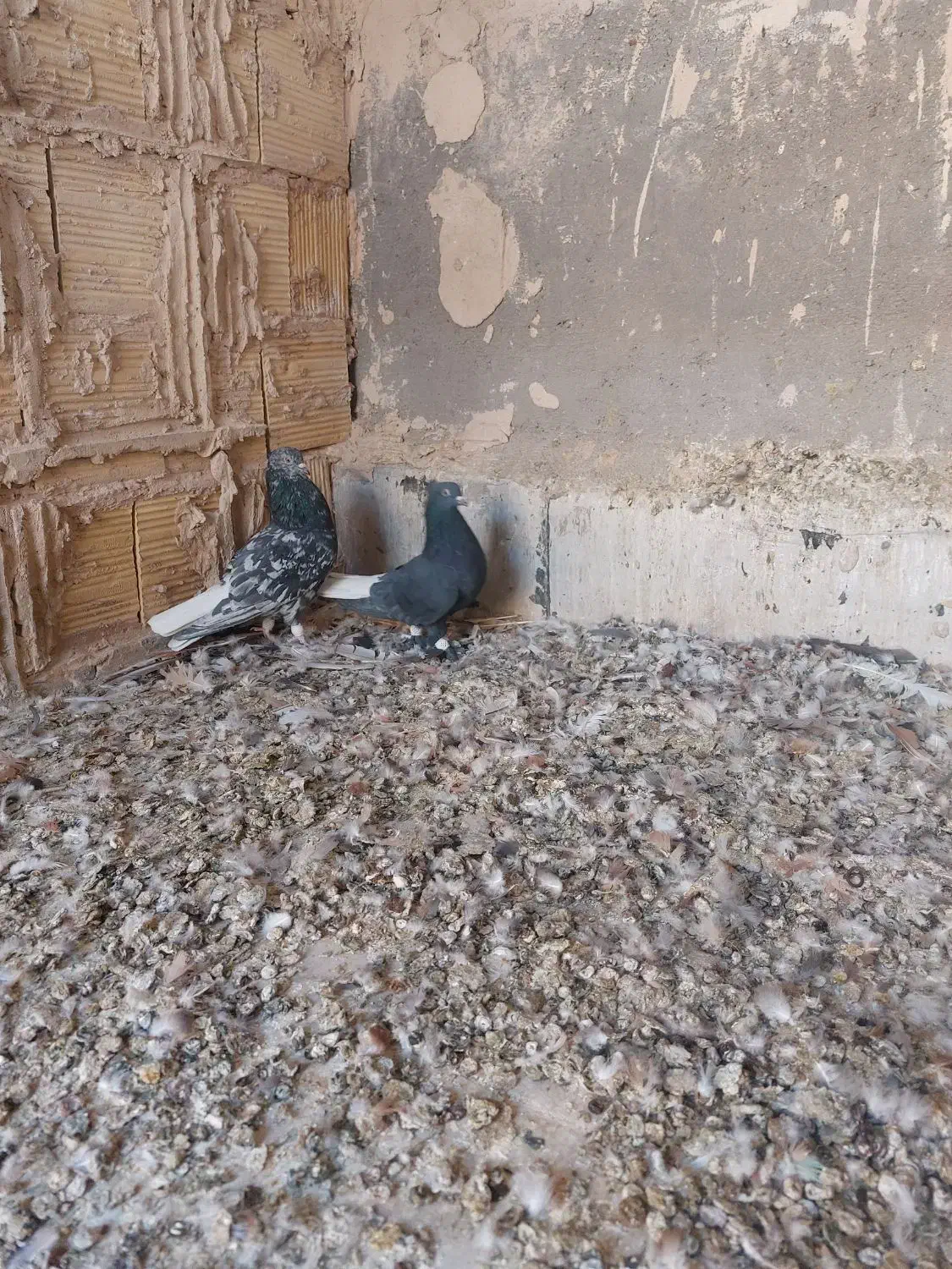 کفتر کبوتر سرور دم سفید زاغ دم سفید|پرنده|قم, در بهشت|دیوار