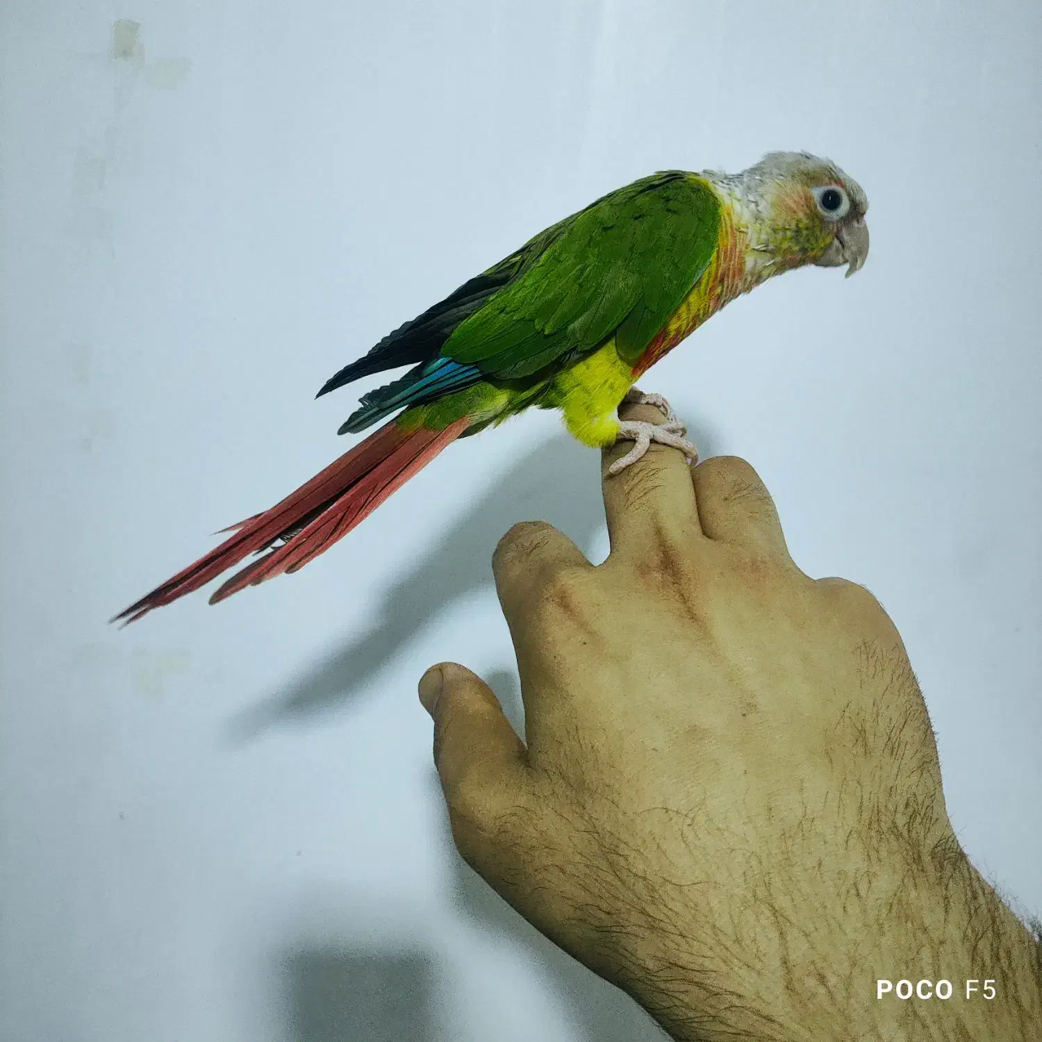 طوطی گرینچیک ..سانچیک|پرنده|شیراز, شاپورجان|دیوار