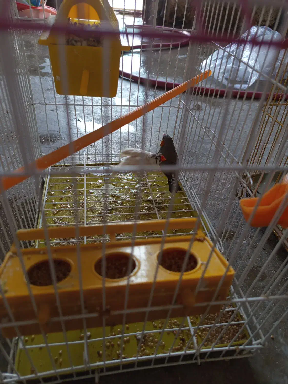 یک جفت فنچ|پرنده|لامرد, |دیوار