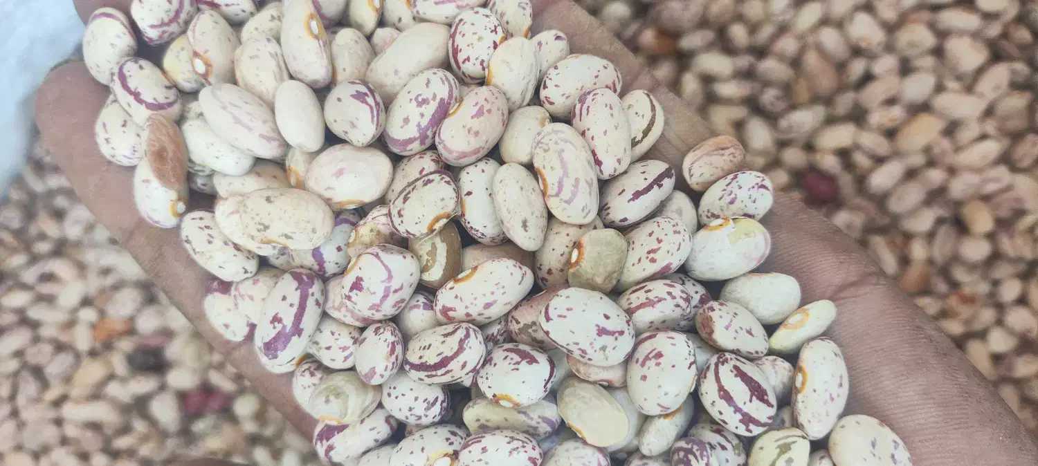 لوبیا چیتی|خوردنی و آشامیدنی|اسلامشهر, مظفریه|دیوار