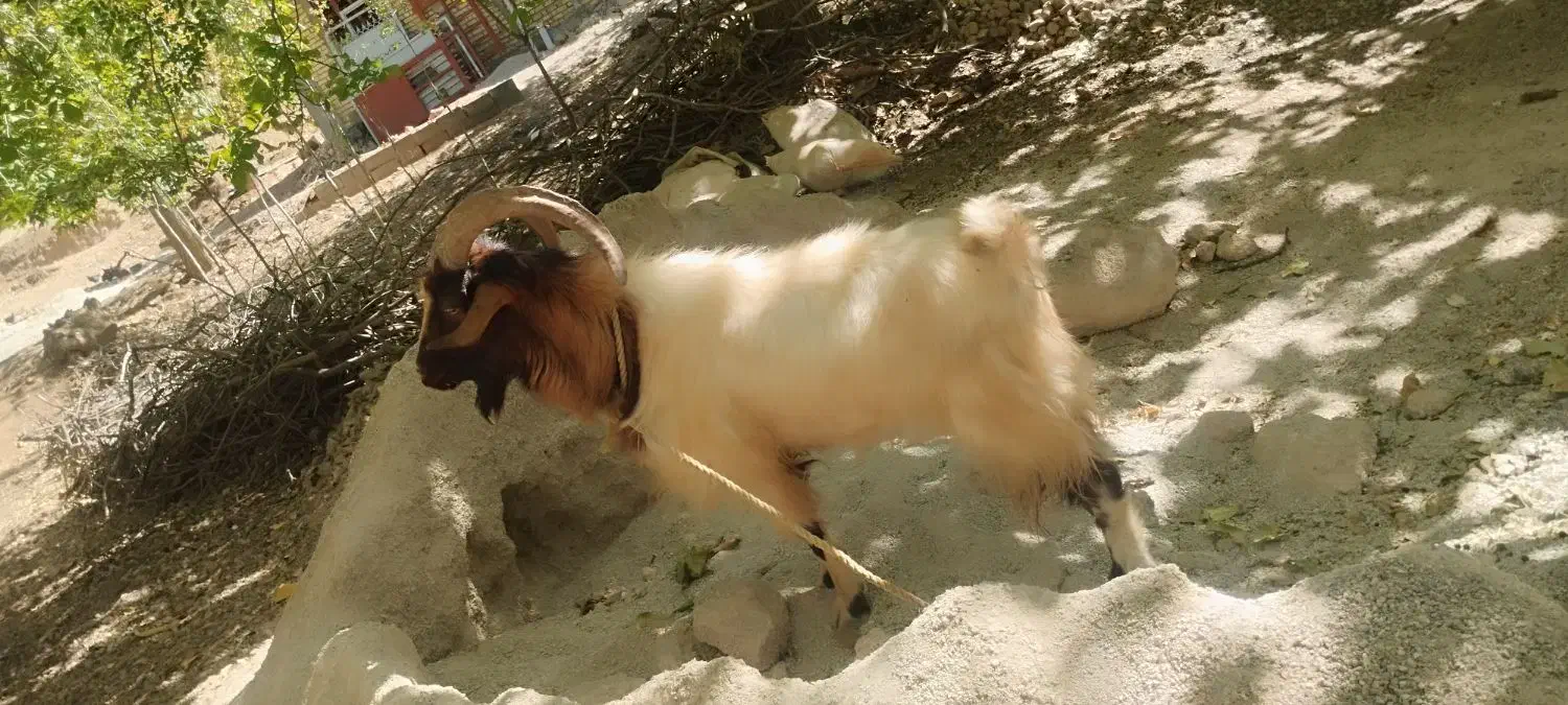 چپش فروشی|حیوانات مزرعه|پاتاوه, |دیوار