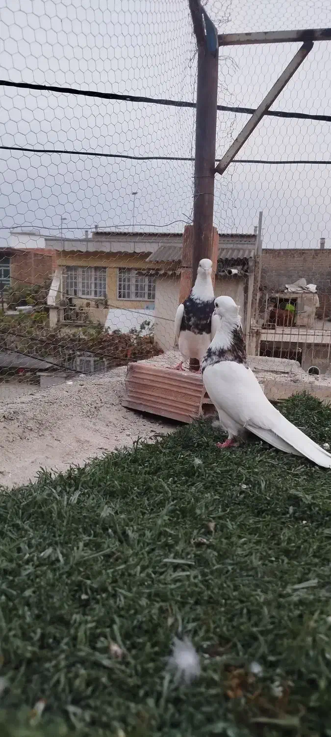 طوقی جفت نر|پرنده|گنبد کاووس, |دیوار