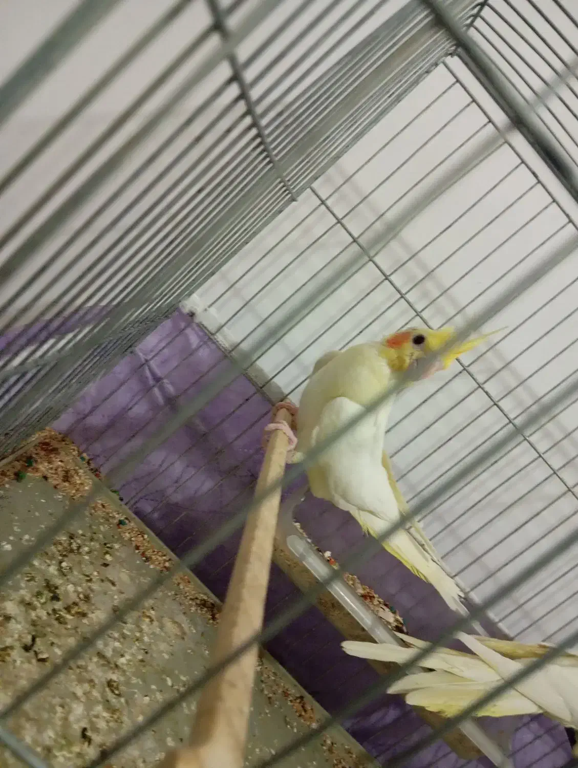 ۳ عدد عروس هلندی|پرنده|نقده, |دیوار