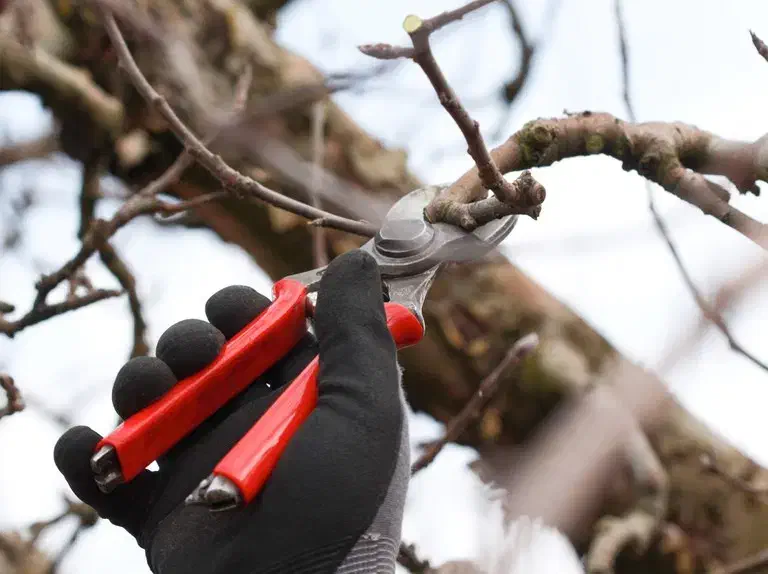 باغبانی،هَرس کاری و پیوند زنی|خدمات باغبانی و درختکاری|تبریز, |دیوار