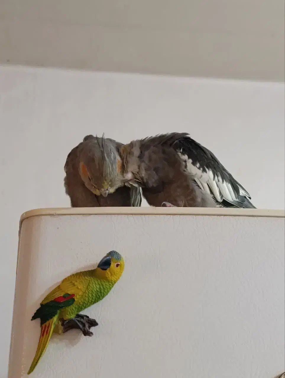 عروس هلندی سه ماهه فروشی|پرنده|پاکدشت, پاکدشت (مامازند)|دیوار