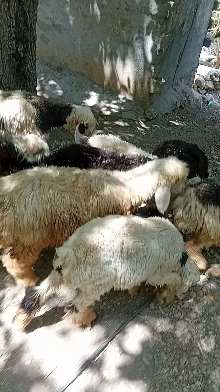 بره|حیوانات مزرعه|اردل, |دیوار