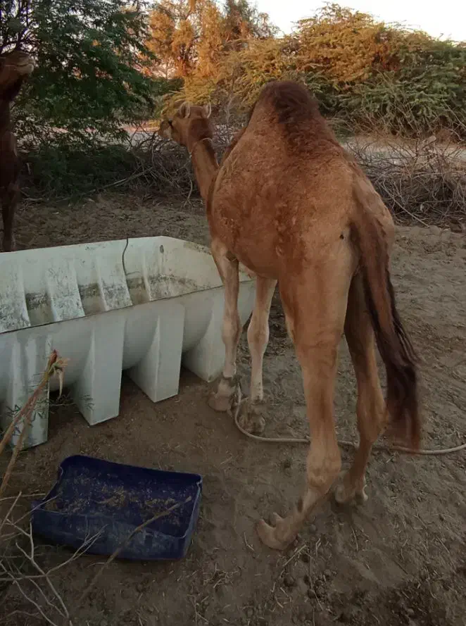 شتر نر دو سال . ماده اوس|حیوانات مزرعه|بند زرک, |دیوار