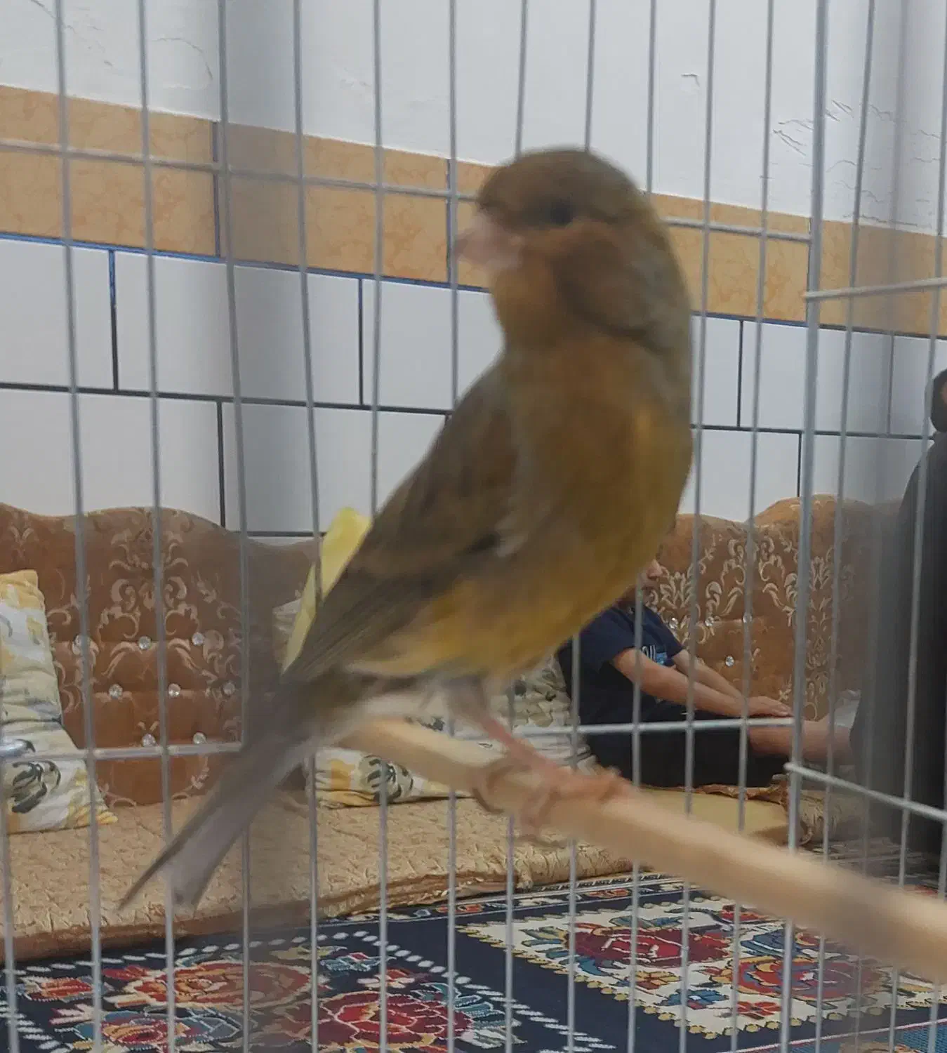 قناری نر مست مست|پرنده|کارون, |دیوار