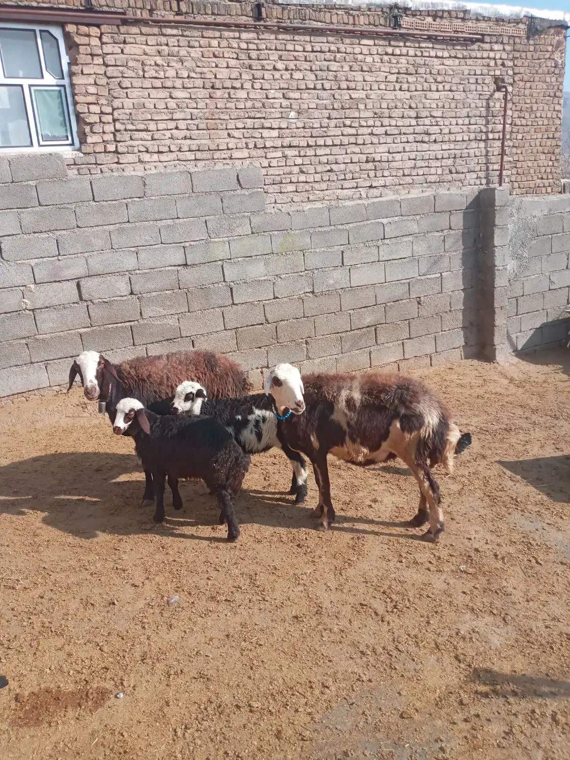 میش وبره پلنگی|حیوانات مزرعه|الشتر, |دیوار