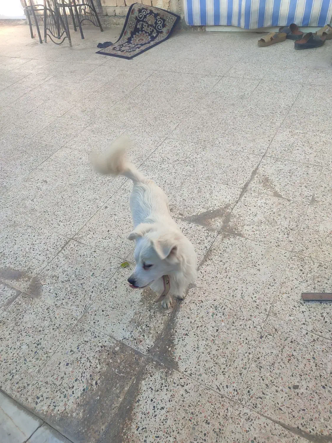 فروش دو عدد سگ پاکوتاه اشپیتز. خوشگل|سگ|جیرفت, |دیوار