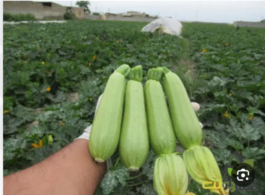 بذر کدو تک گل|گل و گیاه طبیعی|عنبرآباد, |دیوار