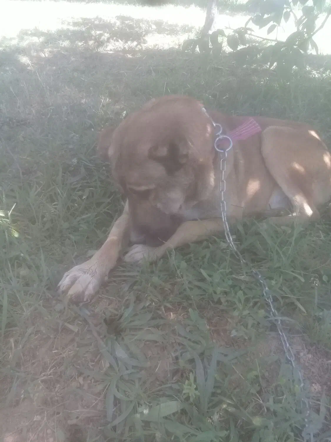 گمشده یابنده مژدگانی داده میشود ای|سگ|شازند, |دیوار