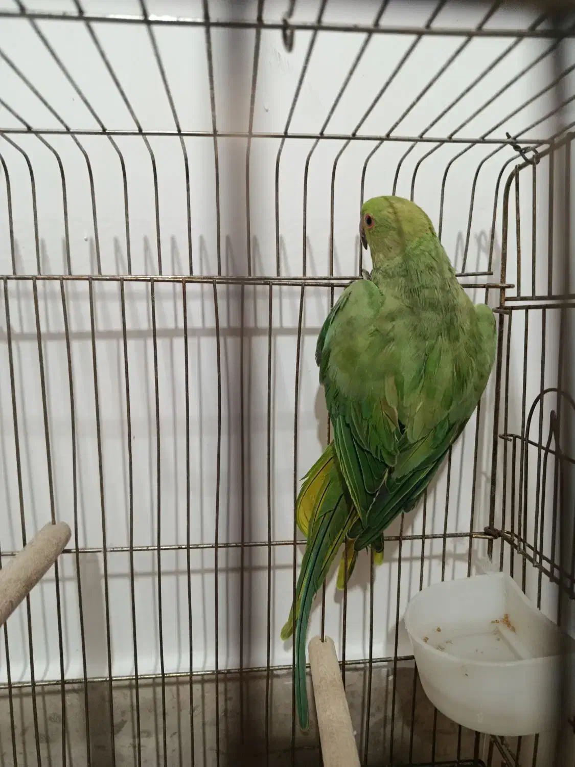 یک عدد ملنگو|پرنده|صائین قلعه, |دیوار