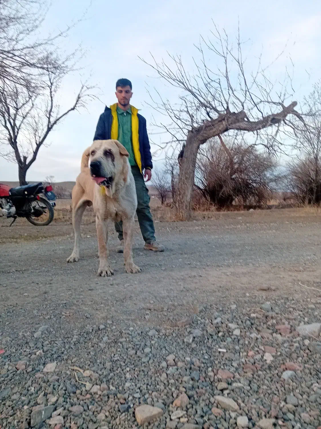 سگ عراقی|سگ|صوفیان, |دیوار