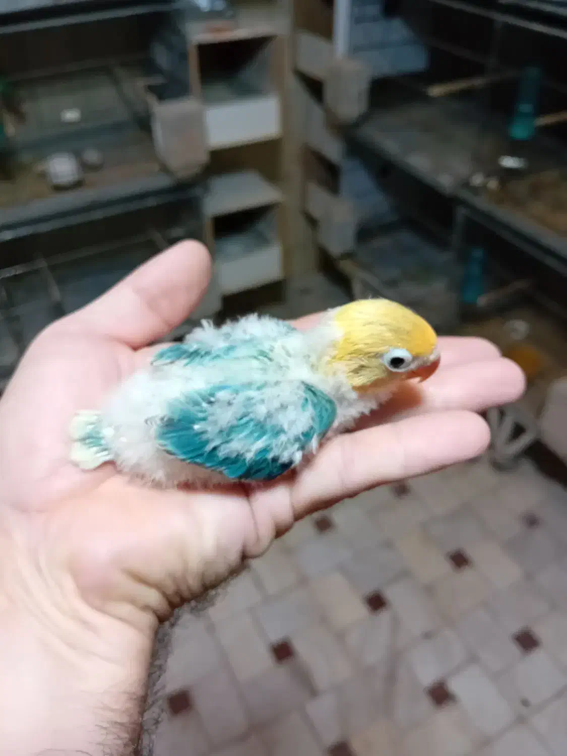 کوتوله برزیلی اپلاین مولد و سرلاکی|پرنده|قم, باجک سه|دیوار