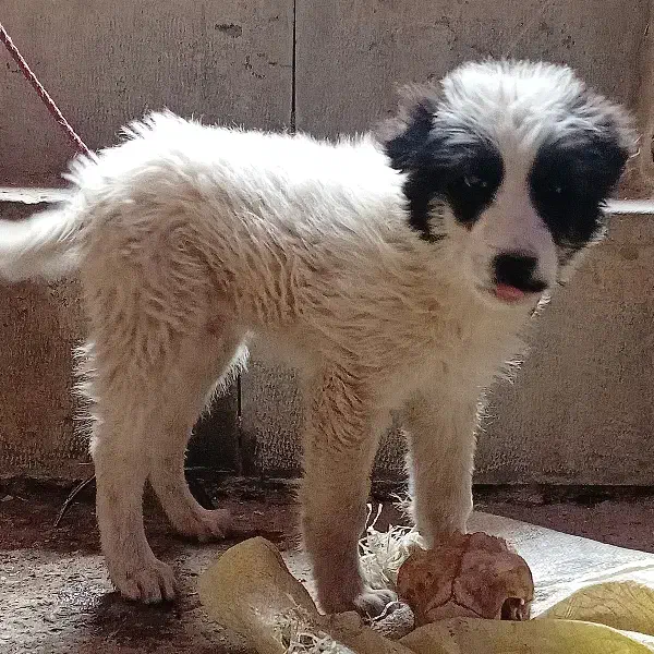 توله قدرجونی|سگ|نجفآباد, امیرآباد|دیوار