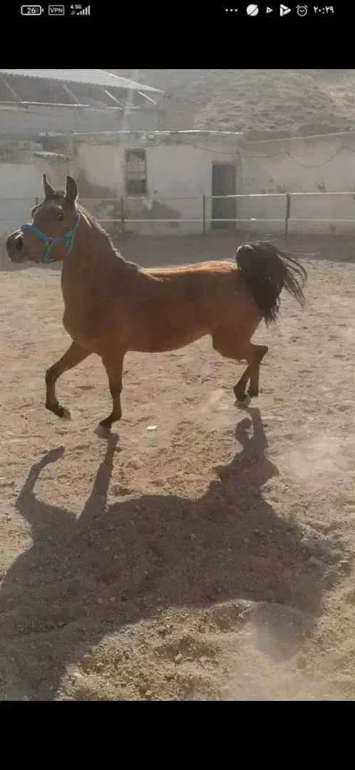 اسب  مادیان|اسب و تجهیزات اسب‌سواری|تبریز, |دیوار