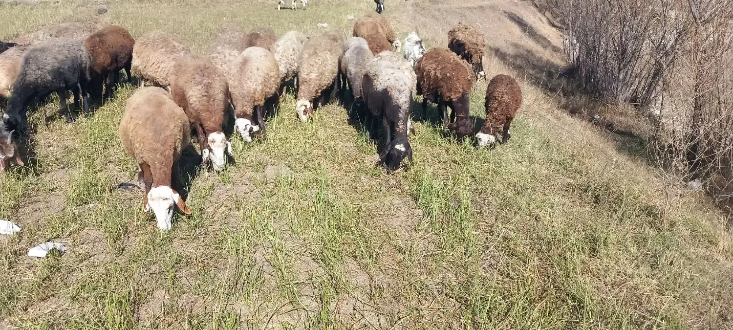 چهل راس گوسفند آبستن وبره دار جوان بالای ۸۰گیلو|حیوانات مزرعه|اردبیل, |دیوار