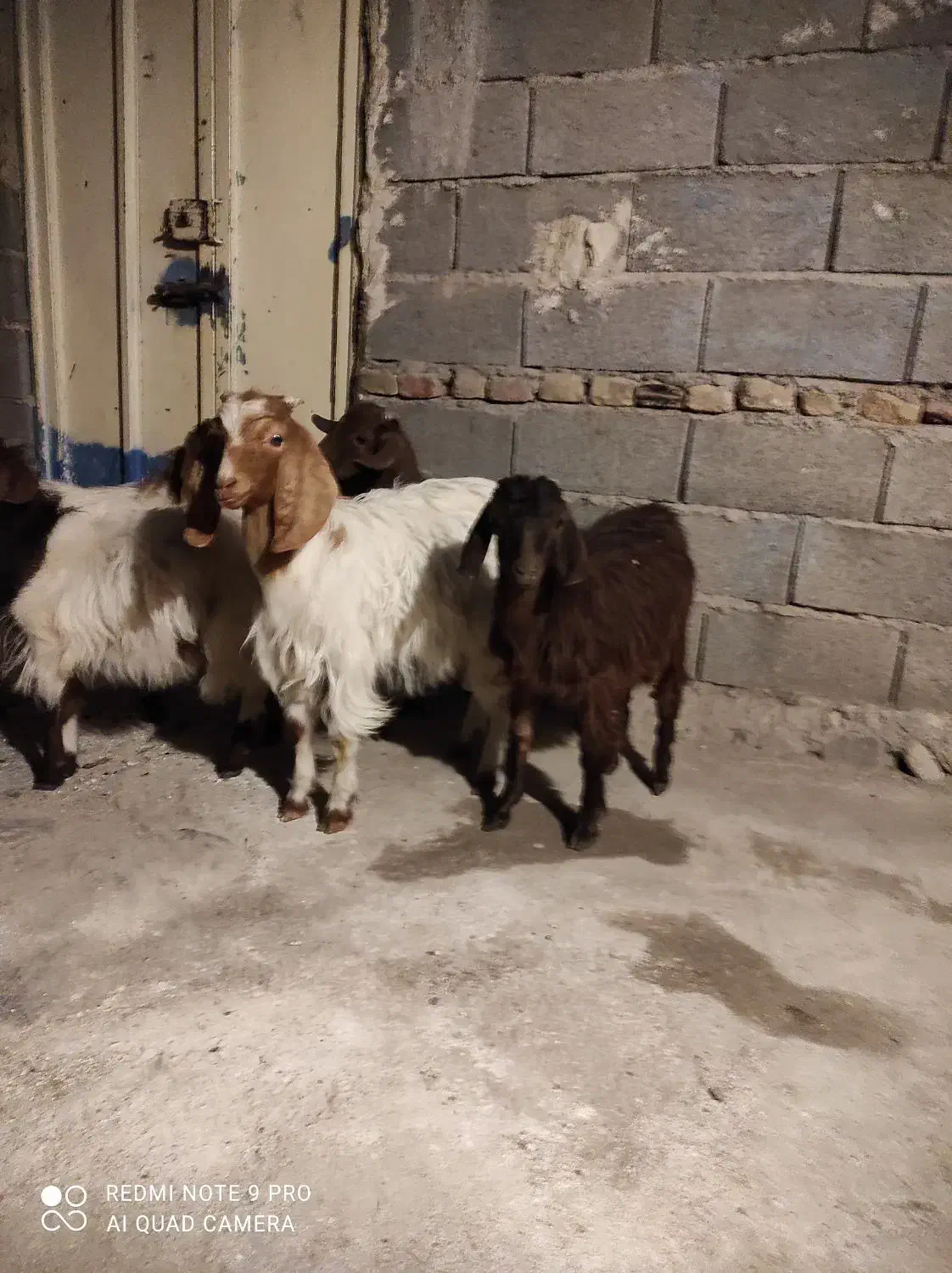 برغاله نر و ماده|حیوانات مزرعه|هریس, |دیوار