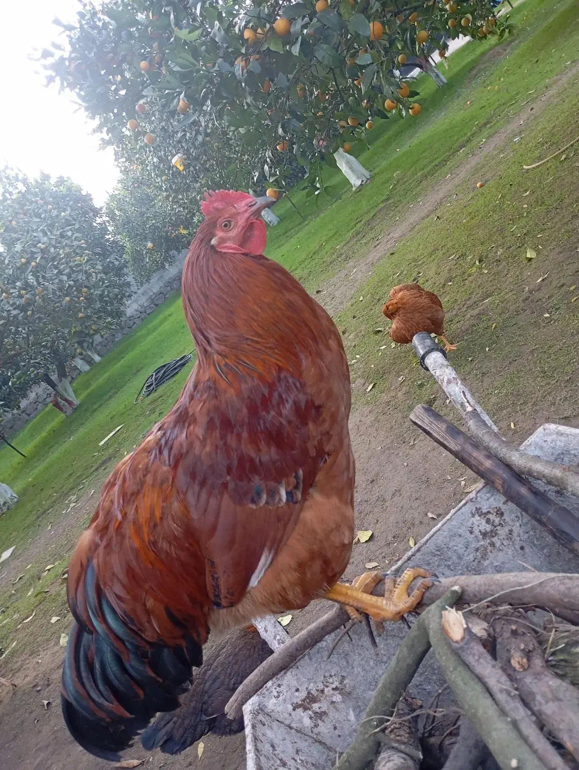 فروش خروس|حیوانات مزرعه|چالوس, |دیوار