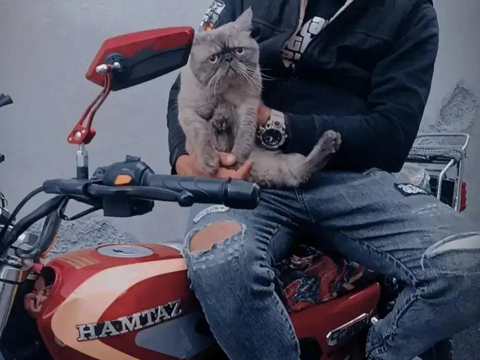 گربه پرشین|گربه|ارومیه, |دیوار