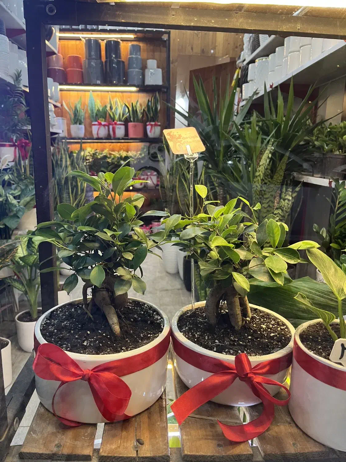 گل بنسای درختچه بنسای گل آپارتمانی|گل و گیاه طبیعی|تهران, گلستان (شهرک راه آهن)|دیوار