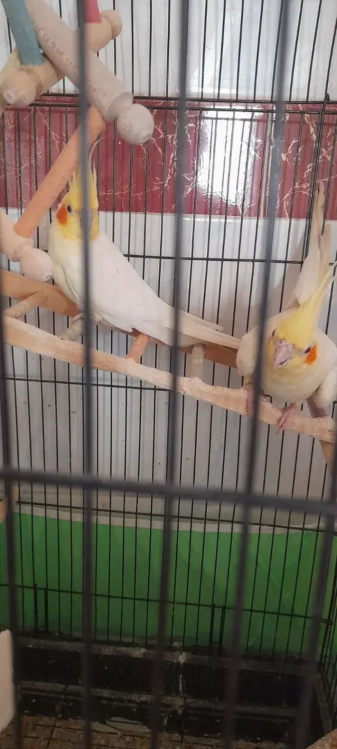 عروس هلندی فروشی جوجه وبالغ|پرنده|جوین, |دیوار