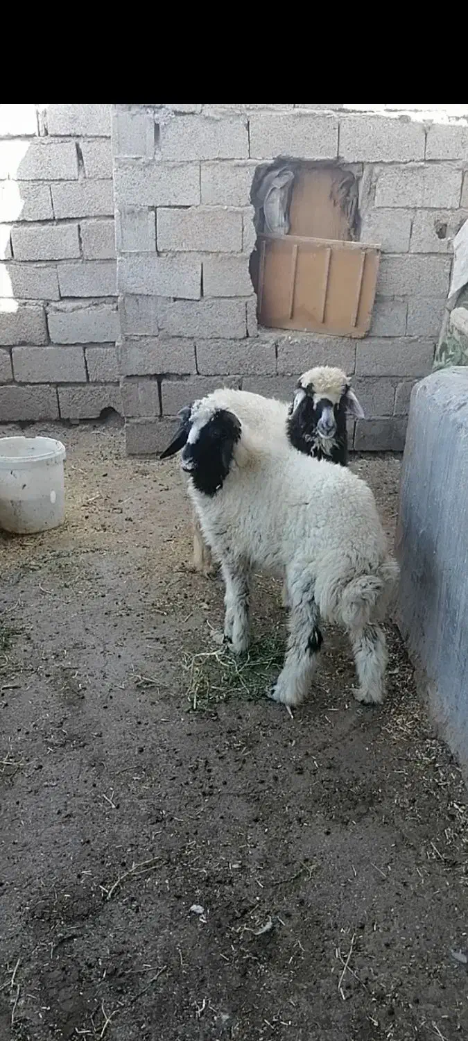 بره نروماده|حیوانات مزرعه|اهواز, امانیه|دیوار