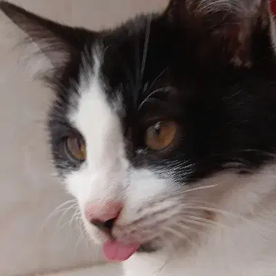 واگذاری گربه‌|گربه|گرگان, |دیوار