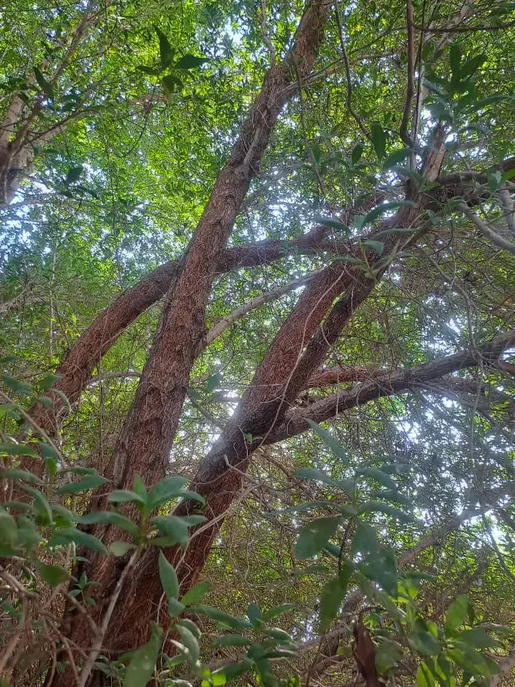 خرید درخت .چوب .حرس .برش|خدمات باغبانی و درختکاری|امیدیه, |دیوار