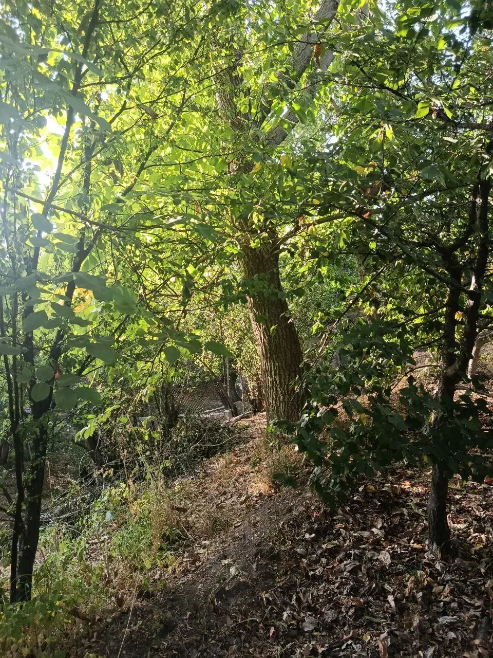 باغچه ۲۳۳ متری در منطقه خوش آب‌وهوای خورارنگه|فروش زمین و ملک کلنگی|آسارا, |دیوار