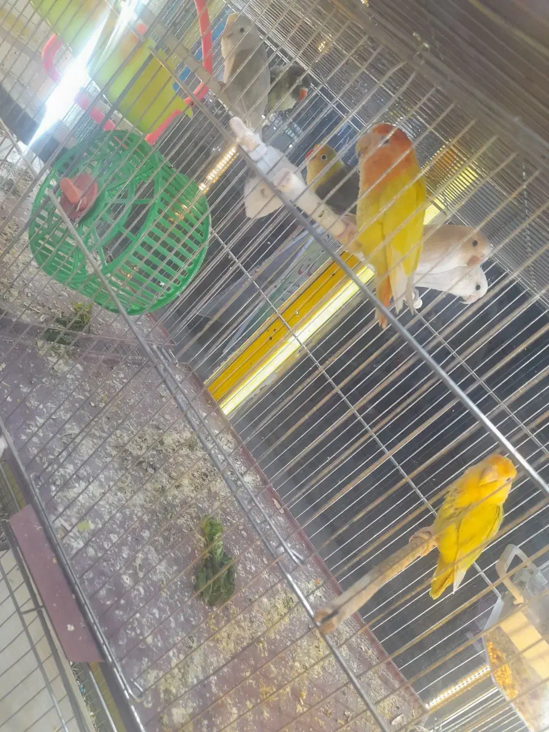 برزیلی|پرنده|خرمشهر, |دیوار