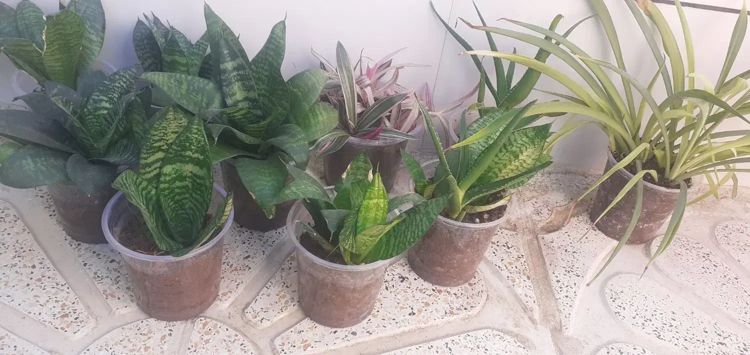 گل سانسوریا|گل و گیاه طبیعی|ایلام, |دیوار