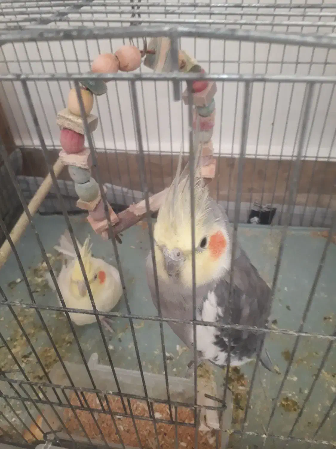 عروس هلندی جفت و مولد|پرنده|خلخال, |دیوار