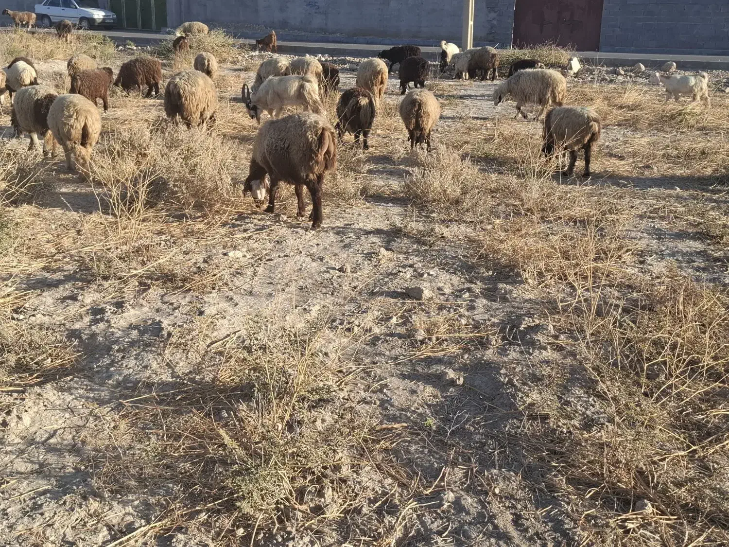 2راس میش چاق و آبستن|حیوانات مزرعه|فراشبند, |دیوار