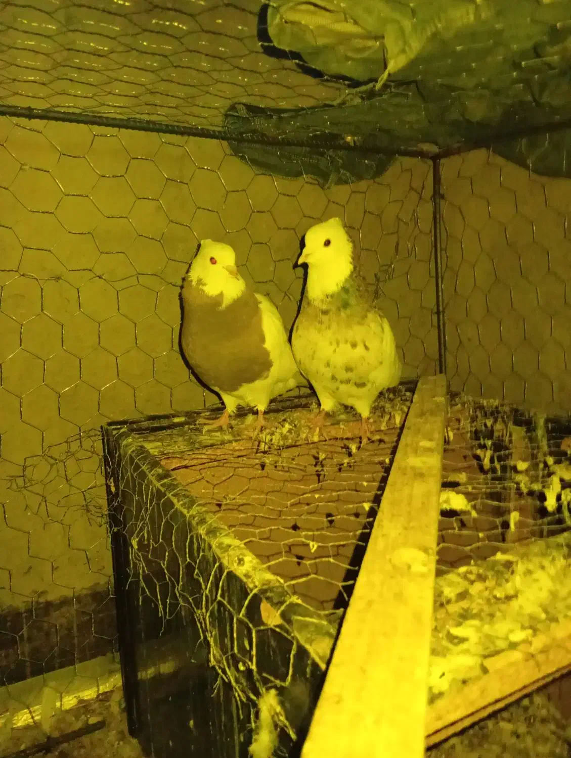 کبوتر طوقی|پرنده|بروجن, |دیوار