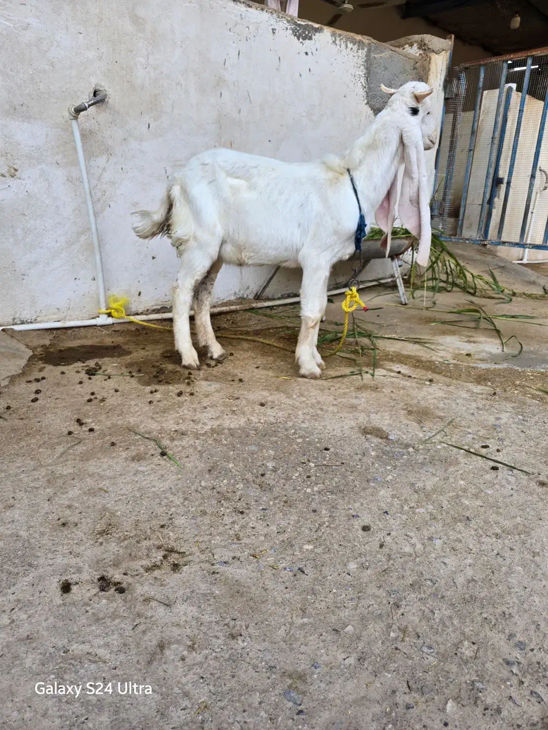 کهره گلابی|حیوانات مزرعه|آبدان, |دیوار